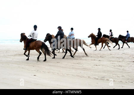 Gruppe von Menschen zu befreien, Pferde auf einem Strand im Sommer in Dänemark Stockfoto