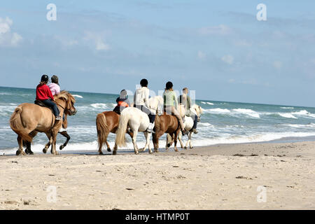 Gruppe von Menschen zu befreien, Pferde auf einem Strand im Sommer in Dänemark Stockfoto