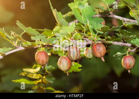 Rote Stachelbeeren auf Ast Stockfoto