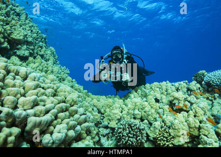 Kamera Mann Taucher schwimmt in der Nähe von Dome Coral oder Buckel Koralle (Porites Nodifera) Rotes Meer, Sharm El Sheikh, Sinai-Halbinsel, Ägypten Stockfoto