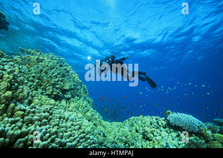 Kamera Mann Taucher schwimmt in der Nähe von Dome Coral oder Buckel Koralle (Porites Nodifera) Rotes Meer, Sharm El Sheikh, Sinai-Halbinsel, Ägypten Stockfoto