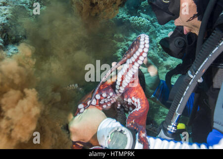 Männlichen Taucher Wilderer gefangen mit einer großen blaue Krake (Octopus Cyaneus), Riff Oktopus Freigabe Tinte, Rotes Meer, Ägypten, Afrika Stockfoto