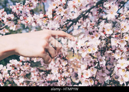 Menschliche Hand berühren schöne Blumen Stockfoto
