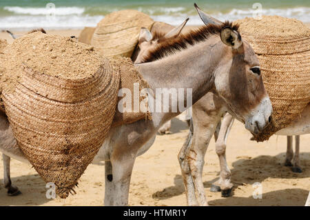 Esel, die für einen Transport von Sand über die Lamu-Archipel-Stellung am Strand, Kenia Stockfoto