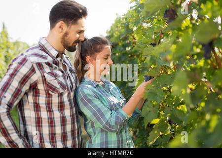 Glückliche Frau im Weinberg Trauben vor der Ernte überprüfen Stockfoto