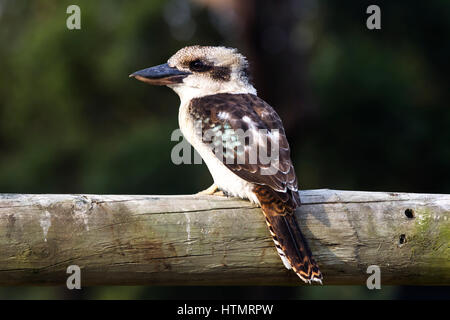 Lachende Kookaburra Stockfoto