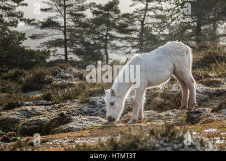 Echte Wildpferd in A Serra Cando Berge in Galicien, Nordspanien. Stockfoto