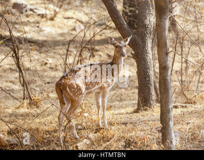 Axishirsche, Ranthambhore National Park, Rajasthan, Indien Stockfoto