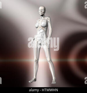 Digitale 3D Rendering der weiblichen Anatomie Stockfoto