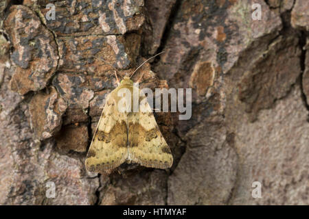 Karden-Sonneneule, Kardeneule, Kardensonneneule, Heliothis Viriplaca, Heliothis Dipsacea, marmoriert Klee. Eulenfalter Noctuidae, Noctuid Motten, noctu Stockfoto