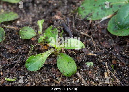 kleines-habichtskraut-blatt-bl-tter-blattrosette-kleines