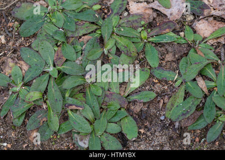 pilosella-officinarum-kleines-habichtskraut-maus-ohr-habichtskraut