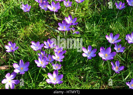 Wilde Krokusse auf einem Rasen in Großbritannien Stockfoto