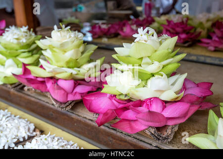 Knospen der Lotus oder Nelumbo Nucifera als Opfergabe in buddhistischen Schrein Stockfoto