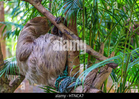 Dreifingerfaultier tropischen Ast hängen Stockfoto
