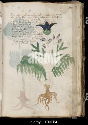 Das Voynich-Manuskript (Folio 37) ist eine Seite aus dem geheimnisvollen, nicht entzifferten Buch mit seltsamen Illustrationen und unbekannter Schrift. Seine Ursprünge sind weiterhin Gegenstand von Intrigen, wobei Wissenschaftler über seinen möglichen Zweck und seine Bedeutung spekulieren. Stockfoto