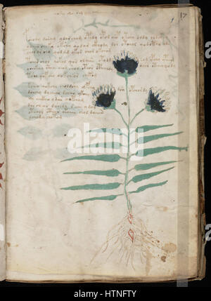 Das Voynich-Manuskript, ein mysteriöses und noch nicht entschlüsseltes handgeschriebenes Buch, das im 15. oder 16. Jahrhundert entstanden sein soll. Stockfoto