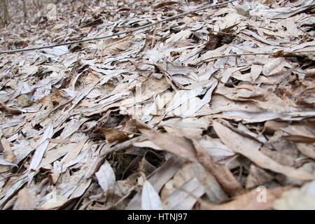 Hintergrundtextur von Laub im Wald Stockfoto