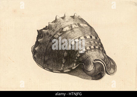 Wenceslas Hollar - Cassis cornuta Stockfoto