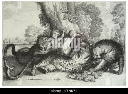 Wenceslas Hollar - drei Leoparden und zwei jungen Stockfoto