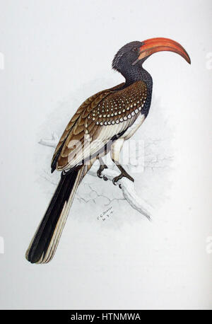 Tockus monteiri00a Stockfoto