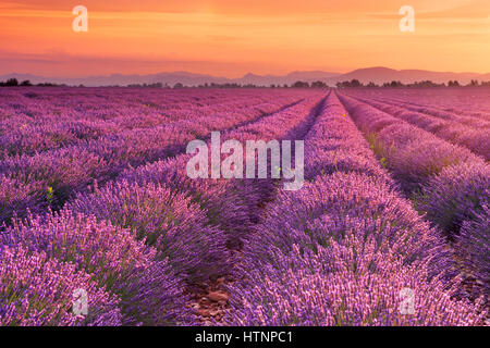 Sonnenaufgang über blühende Felder von Lavendel auf dem Plateau von Valensole in der Provence in Südfrankreich. Stockfoto