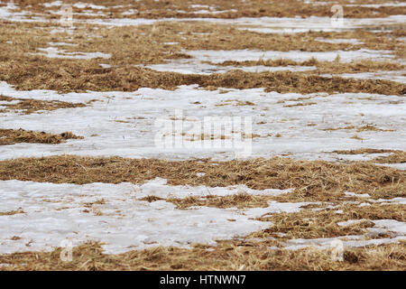 Die Oberfläche der Erde mit der letztjährigen Rasen und schmelzenden Schnee im Frühjahr Stockfoto