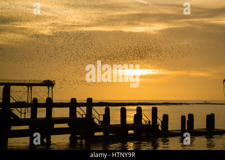 Aberystwyth, Wales, UK. 13. März 2017. UK-Wetter: in der Abenddämmerung Zehntausende Stare fliegen in zusammen für Wärme zu verdrängen und zum Schlafplatz für die Nacht auf dem Netz von gusseisernen streben und Beine unter Aberystwyths viktorianischen Seestadt Pier obwohl Sie immer noch zahlreich in Aberystwyth, sicher sind die Vögel in die Royal Society for Protection of Birds "Rote Liste" der Risiko-Arten , mit ihren Nummern über die UK sinkt um über 60 %, seit den 1970er Jahren-Credit Foto: Keith Morris/Alamy Live News UK. 13. März 2017... Stockfoto