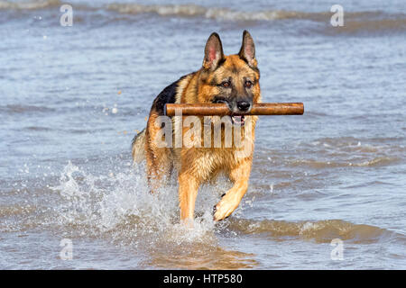 Hunde tagein, Ainsdale, Merseyside. 14. März 2017. Wunderschöne 8 Jahre alten Schäferhund "Koto" spielt in der Flut am Strand von Ainsdale in Merseyside. Der Deutsche Schäferhund ist einer der beliebtesten Hunderassen Großbritanniens – aus gutem Grund, sie ist ein intelligent und fähig Gebrauchshund. Ihre Hingabe an ihre Besitzer und Mut sind unerreicht. Bildnachweis: Cernan Elias/Alamy Live-Nachrichten Stockfoto