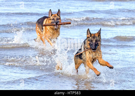 Hunde tagein, Ainsdale, Merseyside. 14. März 2017. Wunderschöne 8 Jahre alten Schäferhund "Koto" spielt in der Flut am Strand von Ainsdale in Merseyside. Der Deutsche Schäferhund ist einer der beliebtesten Hunderassen Großbritanniens – aus gutem Grund, sie ist ein intelligent und fähig Gebrauchshund. Ihre Hingabe an ihre Besitzer und Mut sind unerreicht. Bildnachweis: Cernan Elias/Alamy Live-Nachrichten Stockfoto