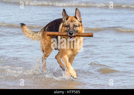 Hunde tagein, Ainsdale, Merseyside. 14. März 2017. Wunderschöne 8 Jahre alten Schäferhund "Koto" spielt in der Flut am Strand von Ainsdale in Merseyside. Der Deutsche Schäferhund ist einer der beliebtesten Hunderassen Großbritanniens – aus gutem Grund, sie ist ein intelligent und fähig Gebrauchshund. Ihre Hingabe an ihre Besitzer und Mut sind unerreicht. Bildnachweis: Cernan Elias/Alamy Live-Nachrichten Stockfoto