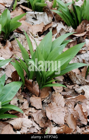 Bärlauch (Allium Ursinum) wächst im südlichen Auwald Wald in Leipzig, Deutschland, 14. März 2017. Es wird manchmal in großen Mengen in schattigen, feuchten Laubwäldern gesehen. Es ist oft von Spaziergängern, gezupft, da es als Gewürz, machte in Pesto oder eine Paste für Brot verwendet werden kann. Kleine Mengen können ohne Probleme getroffen werden, während größere Mengen der Duldung der Waldbesitzer oder die offizielle verantwortliche Stelle erfordern. Foto: Sebastian Willnow/Dpa-Zentralbild/ZB Stockfoto