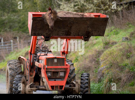 Elkton, Oregon, USA. 14. März 2017. Ein Jäger transportiert einen Toten Roosevelt Elch in den Eimer mit einem Traktor nach der Tötung des Tieres auf einer Ranch real Elkton im ländlichen Oregon. Staatliche Wildlife Beamten erlaubt die Tötung der Elche aus der Jagdsaison, weil die Tiere Pflanzen beschädigt wurden. Bildnachweis: Robin Loznak/ZUMA Draht/Alamy Live-Nachrichten Stockfoto