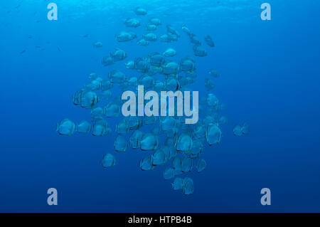 Schule der Fische Orbicular Fledermausfischen, kreisförmige Fledermausfischen, orbiculate Fledermausfischen, Runde Seefledermaus oder orbic Fledermausfisch (Platax Orbicularis) auf blauem Wasser Hintergrund, Stockfoto