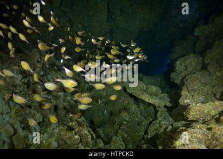 Schule des Fisches Pempherid, glasigen Kehrmaschinen oder Kupfer-Kehrmaschine (Parapriacanthus Schomburgkii) Schwimmen im Unterwasser-Höhle, Rotes Meer, Sinai-Halbinsel, Ägypten Stockfoto