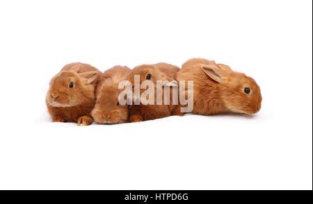 New Zealand reinrassige rot Baby Kaninchen auf weiße Tischdecke Stockfoto