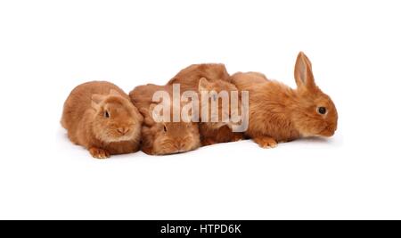 New Zealand reinrassige rot Baby Kaninchen auf weiße Tischdecke Stockfoto