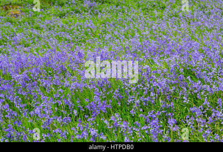 Glockenblumen im Lake District Stockfoto