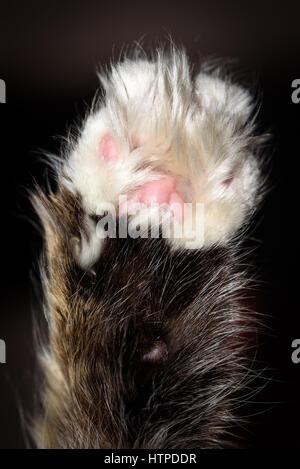 Detail Makroaufnahme weiche Katze Pfoten schwarzen Hintergrund Stockfoto