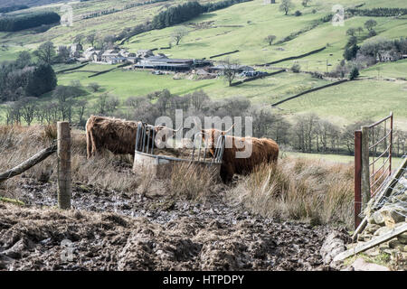 Hochlandrinder Essen Silage aus einem Rundballen-Feeder auf Arkleside Moor, mit Blick auf Braidley, Coverdale, Yorkshire Dales. Post und Draht Zaun Stockfoto