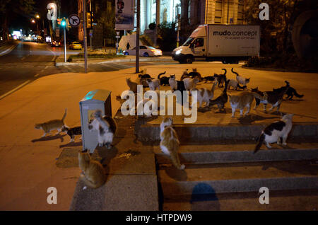 Streunende Katzen in Istanbul Stockfoto