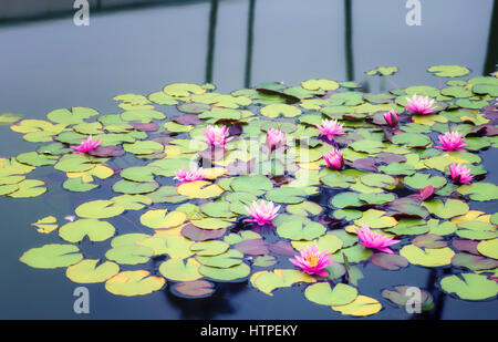 Seerosen und Blumen in einem Teich. Stockfoto