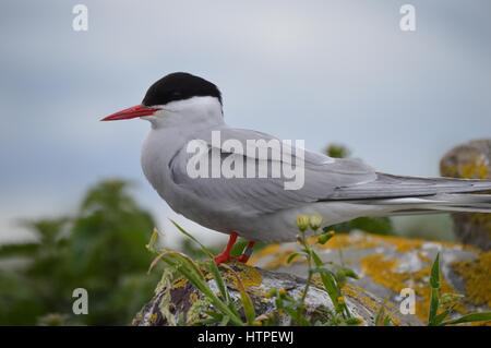 Küstenseeschwalbe auf Farne Islands Stockfoto