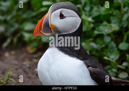 Papageitaucher auf Farne Islands Stockfoto