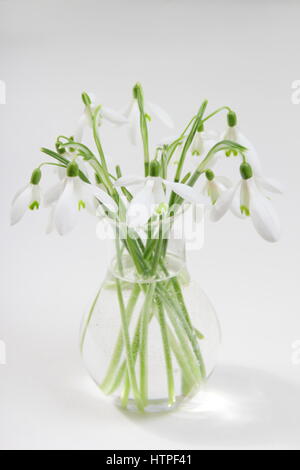 Eine Reihe von frisch gepflückt Einzelblüte Schneeglöckchen (Galanthus) in einer Glasvase auf weißen Hintergrund in einem englischen Haus im Februar Stockfoto