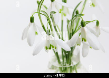 Eine Reihe von frisch gepflückt Einzelblüte Schneeglöckchen (Galanthus) in einer Glasvase auf weißen Hintergrund in einem englischen Haus im Februar Stockfoto