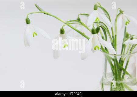 Eine Reihe von frisch gepflückt Einzelblüte Schneeglöckchen (Galanthus) in einer Glasvase auf weißen Hintergrund in einem englischen Haus im Februar Stockfoto