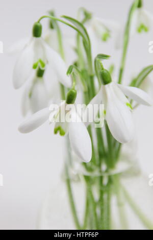 Eine Reihe von frisch gepflückt Einzelblüte Schneeglöckchen (Galanthus) in einer Glasvase auf weißen Hintergrund in einem englischen Haus im Februar Stockfoto