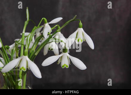 Eine Reihe von frisch gepflückt Einzelblüte Schneeglöckchen (Galanthus) in einer Glasvase gegen Schiefer Hintergrund, Ende Februar, UK Stockfoto