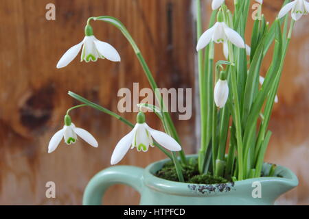 Dekorativer Vintage-Stil Emaille Kanne gepflanzt mit Schneeglöckchen (Galanthus) rustikalen hölzernen Hintergrund in einem englischen Haus, Februar Stockfoto